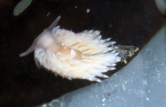 Aeolidia