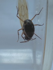 Camponotus inaequalis