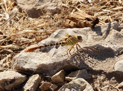 Erpetogomphus designatus