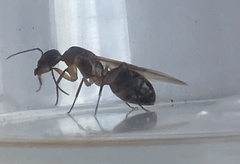 Camponotus inaequalis