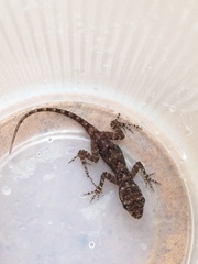 Anolis distichus