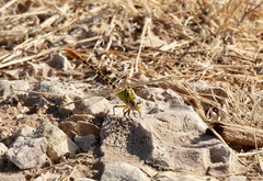 Erpetogomphus designatus