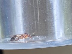 Camponotus inaequalis