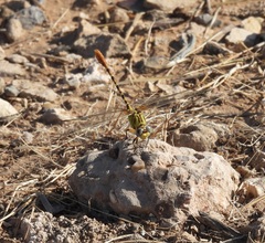 Erpetogomphus designatus