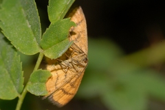 Idaea flaveolaria