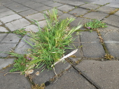 Hordeum murinum
