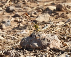 Erpetogomphus designatus