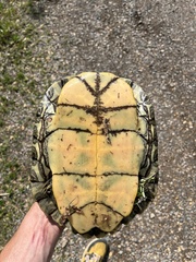 Graptemys geographica