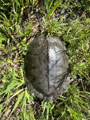Graptemys geographica