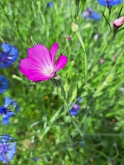 Agrostemma githago