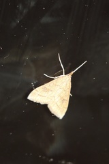 Udea profundalis