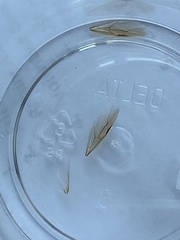 Camponotus inaequalis