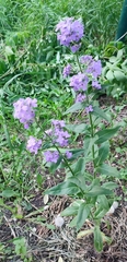 Hesperis matronalis