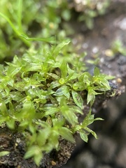 Physcomitrium serratum