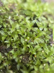 Physcomitrium serratum