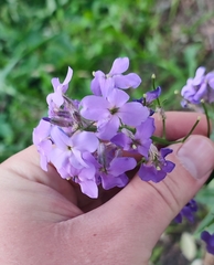 Hesperis matronalis