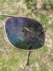 Dolichomitus irritator