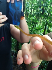 Oxybelis brevirostris