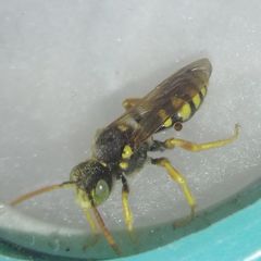 Nomada