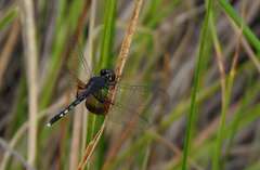 Erythrodiplax maculosa