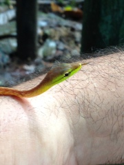 Oxybelis brevirostris