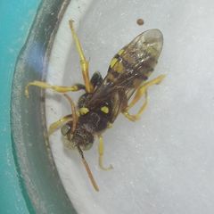 Nomada