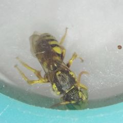 Nomada