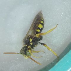 Nomada