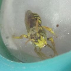 Nomada