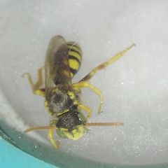 Nomada