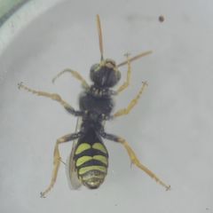 Nomada
