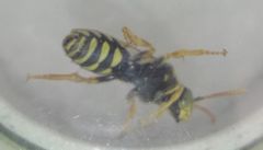 Nomada