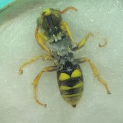 Nomada