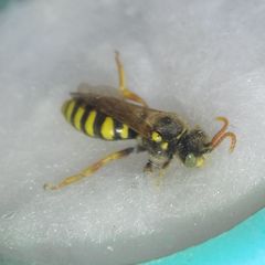 Nomada
