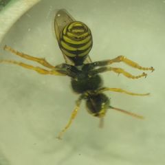 Nomada
