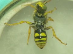 Nomada