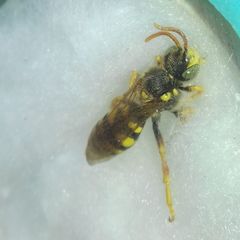 Nomada