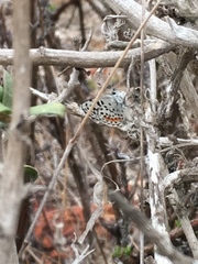 Euphilotes bernardino