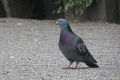 Columba livia domestica
