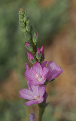 Sidalcea covillei