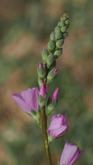Sidalcea covillei
