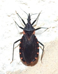 Triatoma sanguisuga