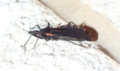 Triatoma sanguisuga