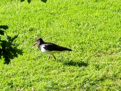 Haematopus ostralegus