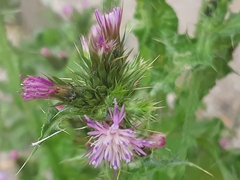 Carduus tenuiflorus