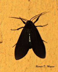 Aclytia terra