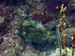 Acanthostracion polygonium