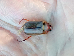 Amphimallon assimile