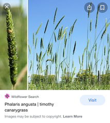 Phalaris angusta