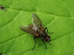 Hydrophoria lancifer